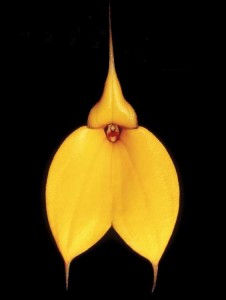 golden orchid